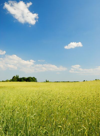 Yellow field of wheat and blue sky on the background