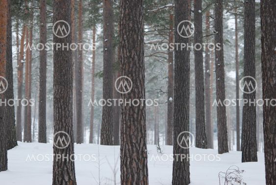 forrest