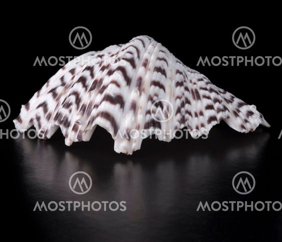 Seashell