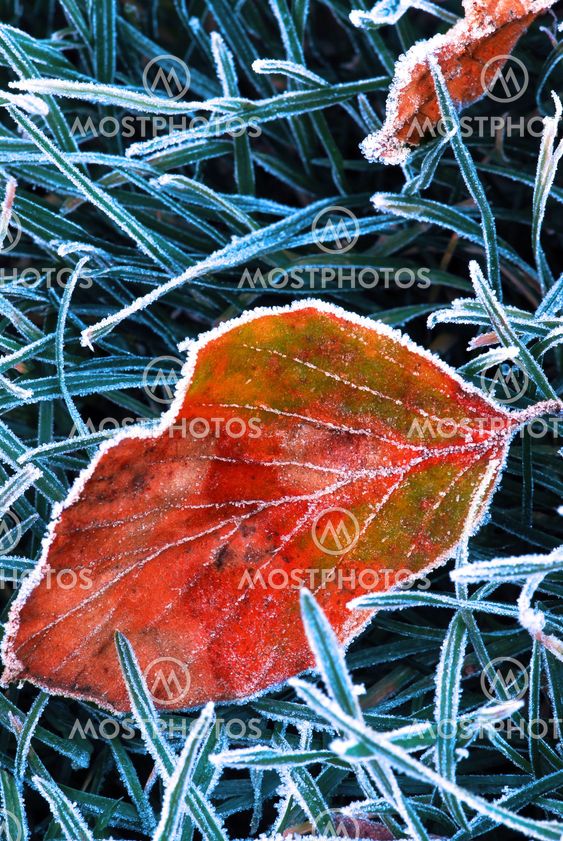Frosty leaf