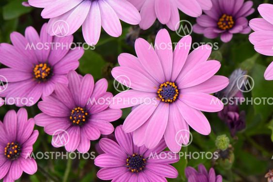 closeup of purple dimorphotheca flowers