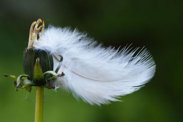 White feather