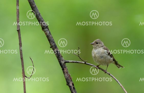 Common chaffinch (Fringilla coelebs) female
