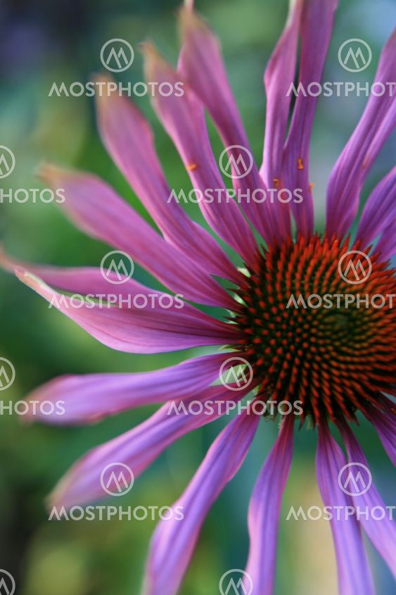 Eveningflower