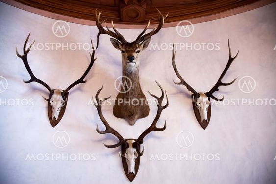 Trophies on a wall