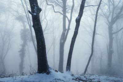 Mystical snowy forest in fog in beautiful winter at dusk