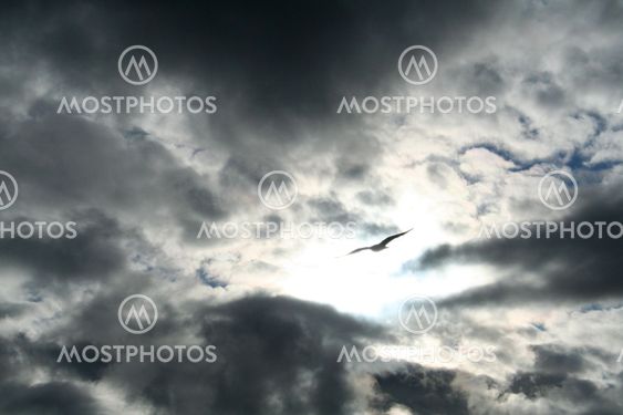 Seagull in stormy weather