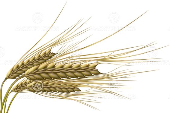 wheat grain