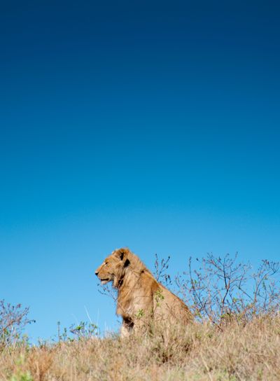 Male Lion on Hill