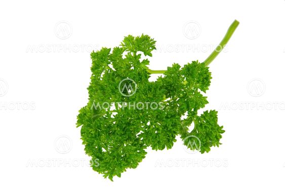 Petersilie - parsley 07