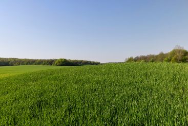 a green wheat field in the spring season