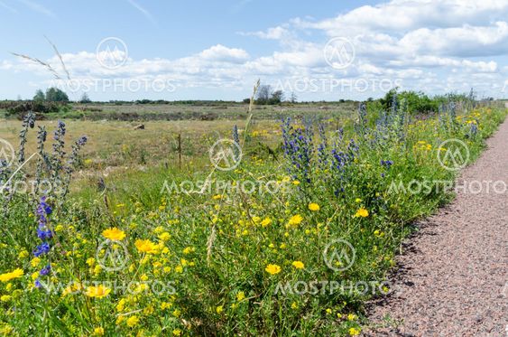 Vägkantsblommor vid Solberga alvar på södra Öland