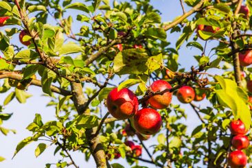 Ripe red apples hanging on tree branches with vibrant