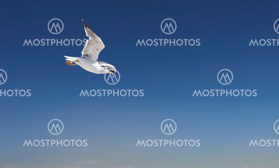 havet-gull