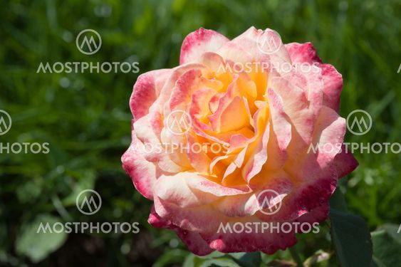 Colorful rose