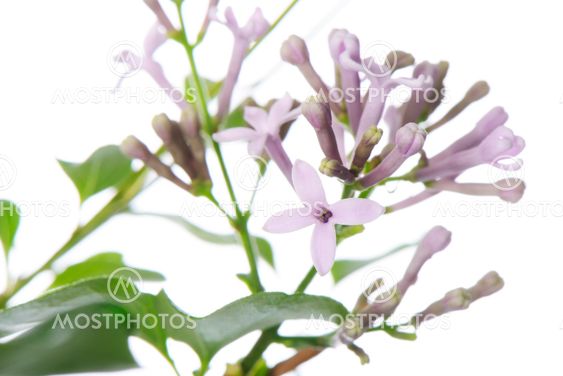purple miss kim lilac flowers on a branch