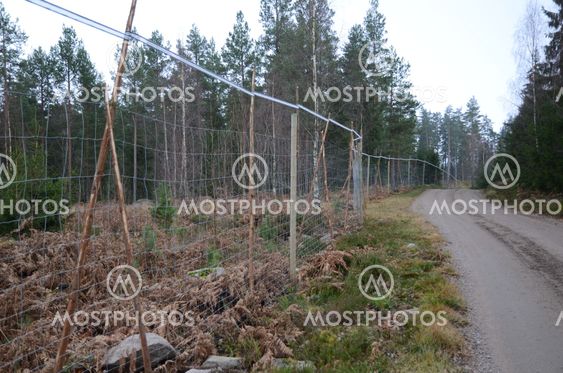 Älgstängsel