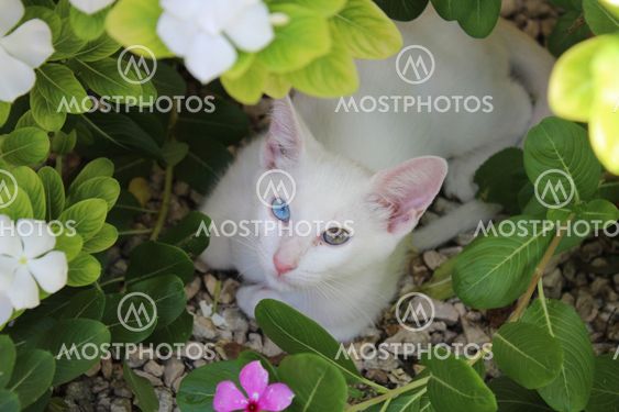 Different eyed cat