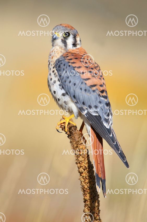 American kestrel sitting on a mullein
