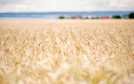 Närbild på rågfält i kort skärpedjup