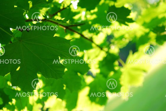 Green leaves background