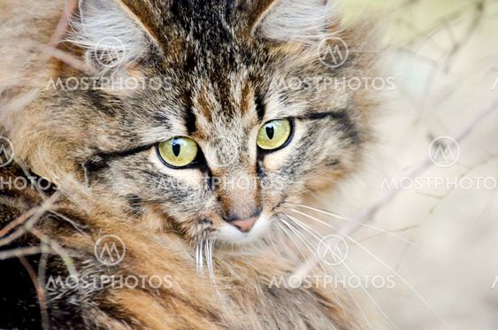 Portrait of a Beautiful cat