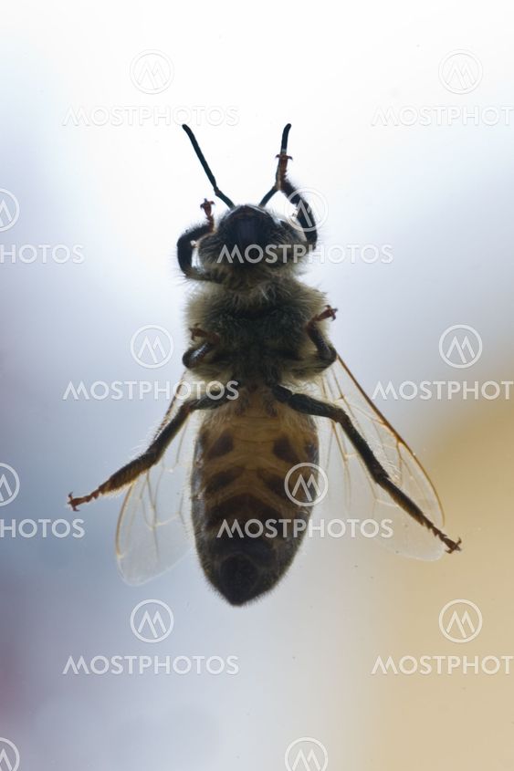 Bee