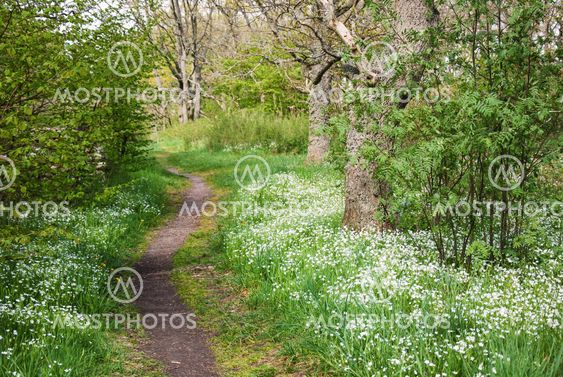 Green Tender Path