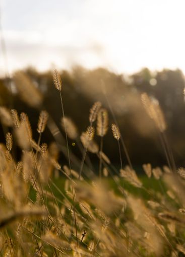 grass that changes color in the autumn season in the field