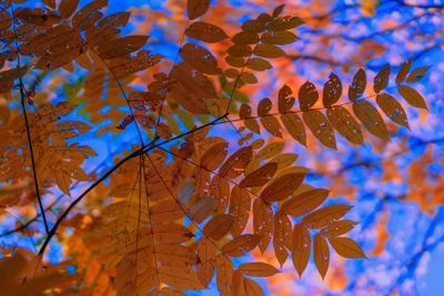 Colorful, golden and transparent on the light leaves of...