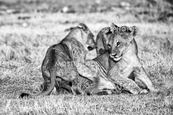 a group of three lion cubs playing at etosha national park