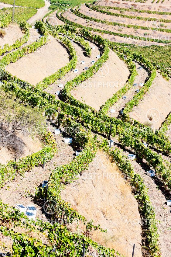 vineyars in Douro Valley, Portugal