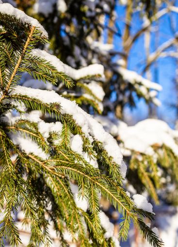snow-covered green firtree branches close-up