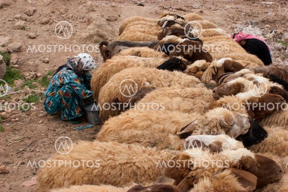 Time to Milk the Sheep Syrian Style