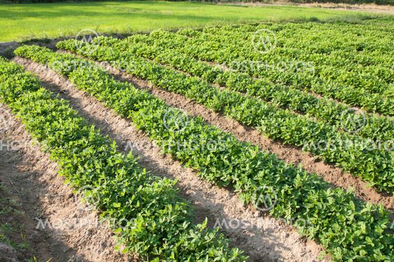 rows of peanut plants