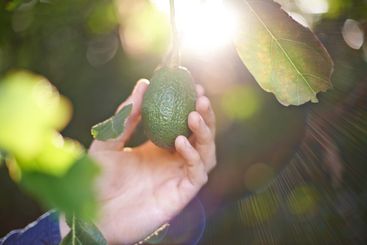Nature, sunlight and hand with avocado on tree in...