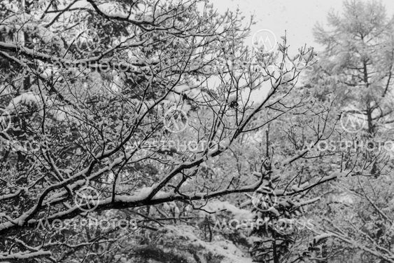Layers of snow covered winter trees with no leaves