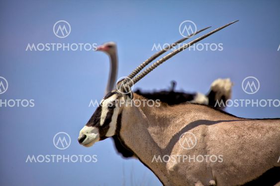 an oryx and an ostrich in etosha national park namibia