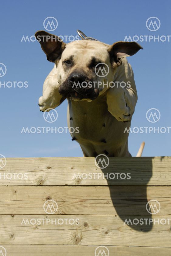 jumping dogo canario