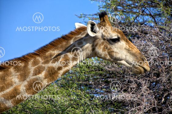 a giraffe eating a tree in etosha national park namibia africa