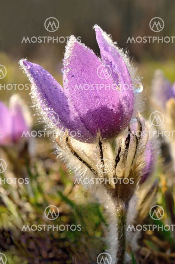 Pasque Flower blooming on spring meadow at the sunset -...