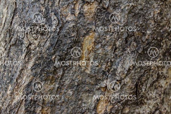 Bark of Old Wood Tree Texture Background Pattern