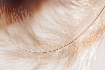 feathers background in pastel beige and brown tones....