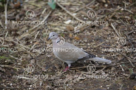 Collared dove (Streptopelia decaocto) on the ground in woodland