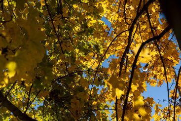 yellow maple foliage on branches in sunny autumn weather