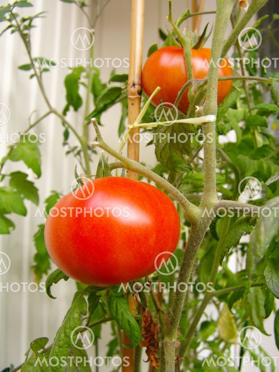 Tomatoe Plant