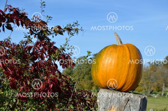 Pumpkin closeup