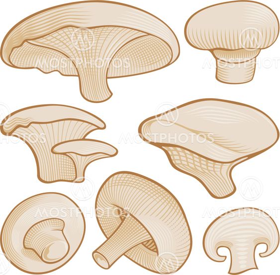 Woodcut mushrooms