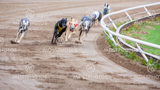 Greyhound dogs racing