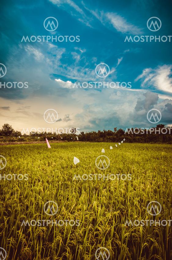 Rice field